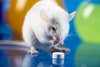 a lab mouse looks at a pill