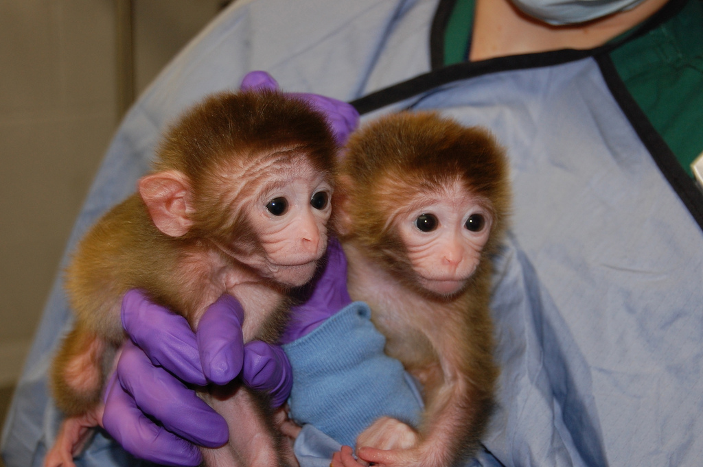Monkey Embryo Mashup Results In First Primate Chimeras