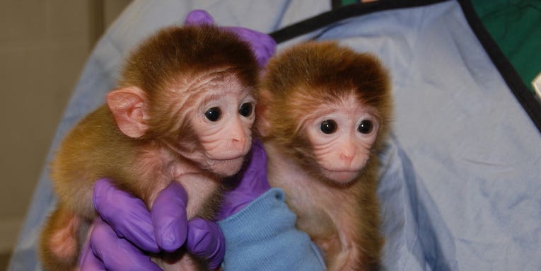 Monkey Embryo Mashup Results In First Primate Chimeras