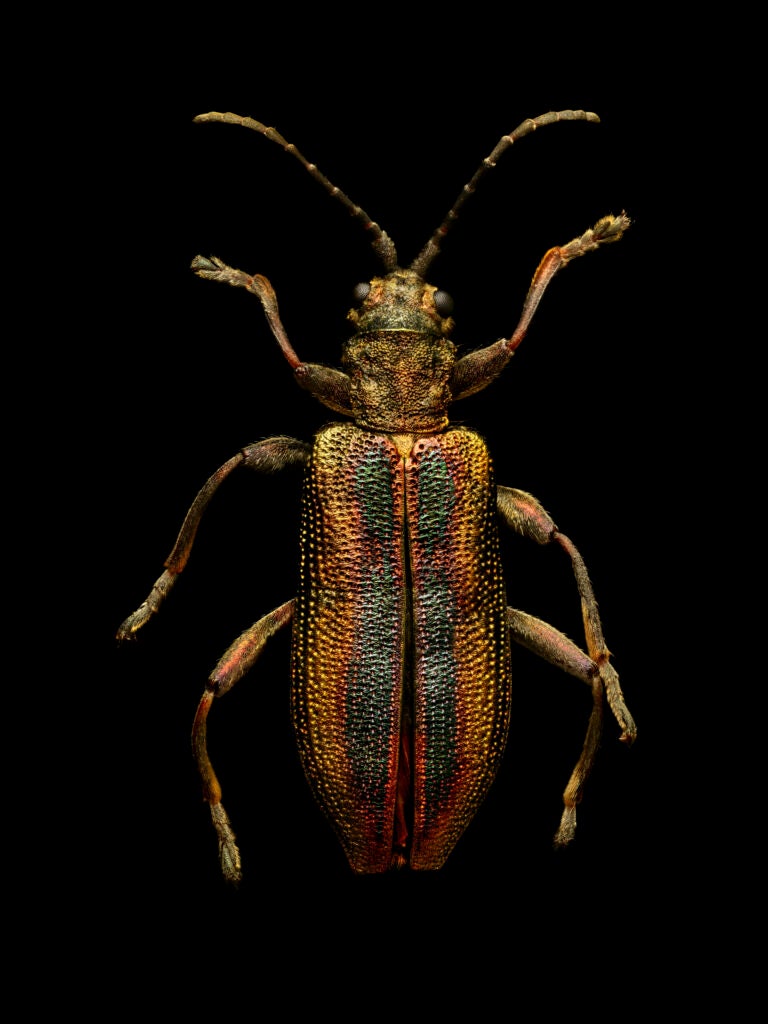 Common reed beetle