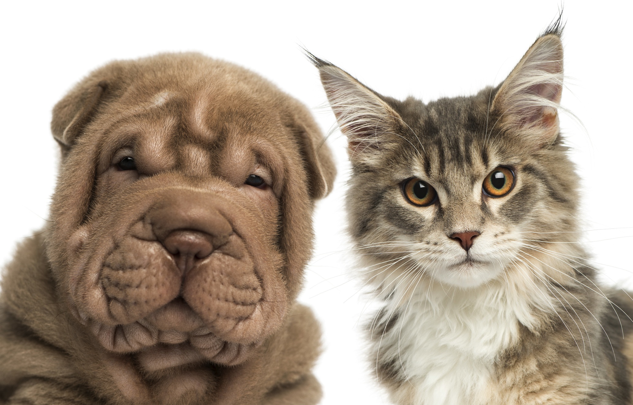 How The Rising Status Of Cats And Dogs Could Doom Biomedical Research