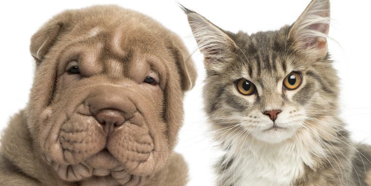How The Rising Status Of Cats And Dogs Could Doom Biomedical Research