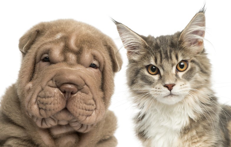 The scientific community has always had an uneasy relationship with cats and dogs.