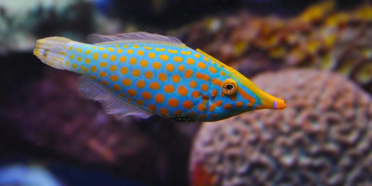 Fish Hide From Predators By Smelling Like Coral
