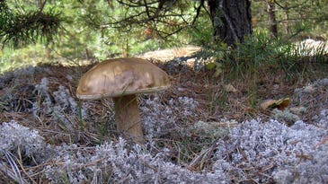 Mushrooms Are Helping Purify Dirty Waters