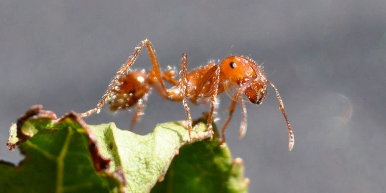 What Rescue Robots Can Learn From Fire Ants