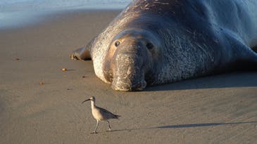 Elephant seals hate fights as much as you do—rhythm is their best defense
