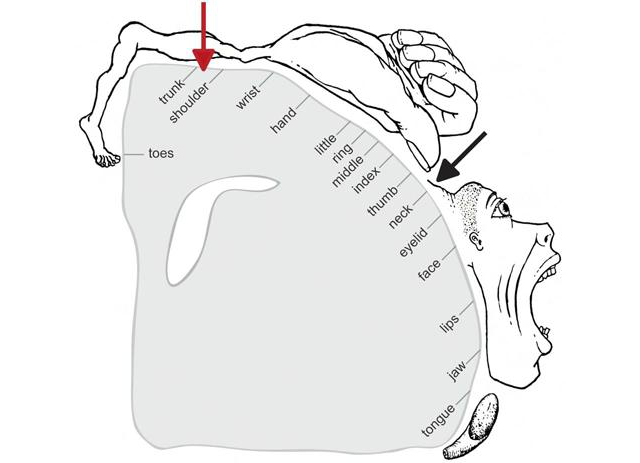 a map showing how the brain perceives the body