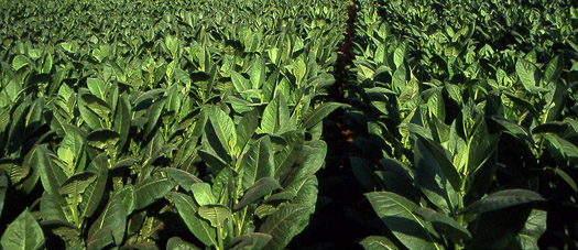 Engineered Tobacco Plants Grow Synthetic Solar Cells