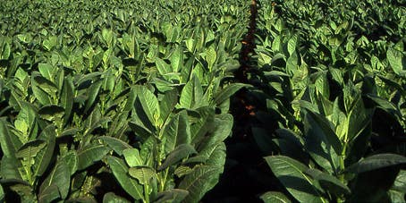 Engineered Tobacco Plants Grow Synthetic Solar Cells