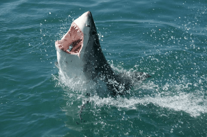 A great white shark leaps from South African waters
