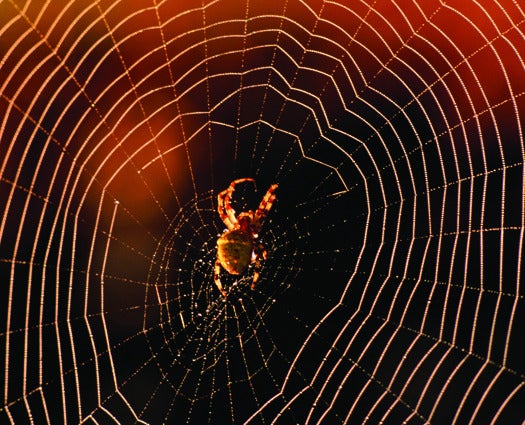 Cross spider (Araneus diadematus) in web