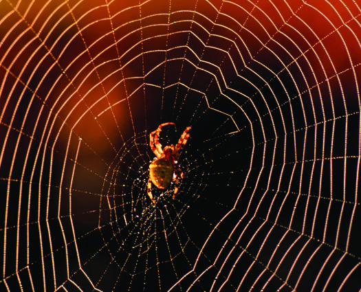 FYI: Why Don’t Spiders Get Trapped In Their Own Webs?