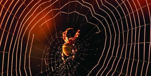 FYI: Why Don’t Spiders Get Trapped In Their Own Webs?
