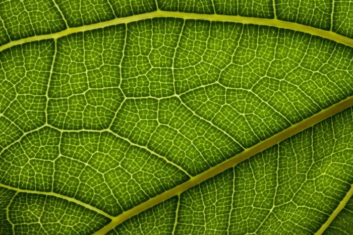 Making Artificial Leaves to Produce Hydrogen