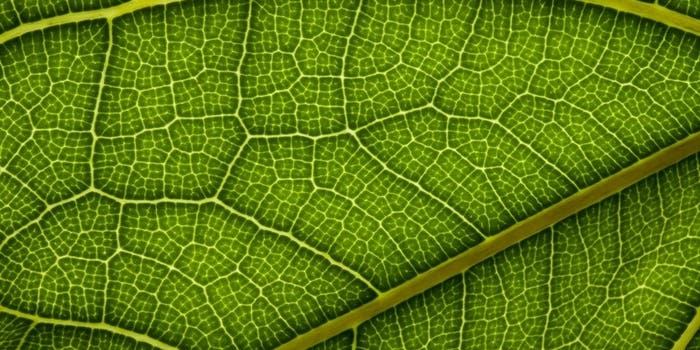 Making Artificial Leaves to Produce Hydrogen