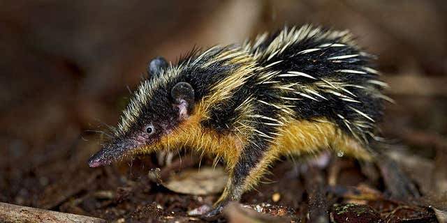 Video: Creepy Madagascan Beasts Rub Their Back Hairs Together To Make Squeaks