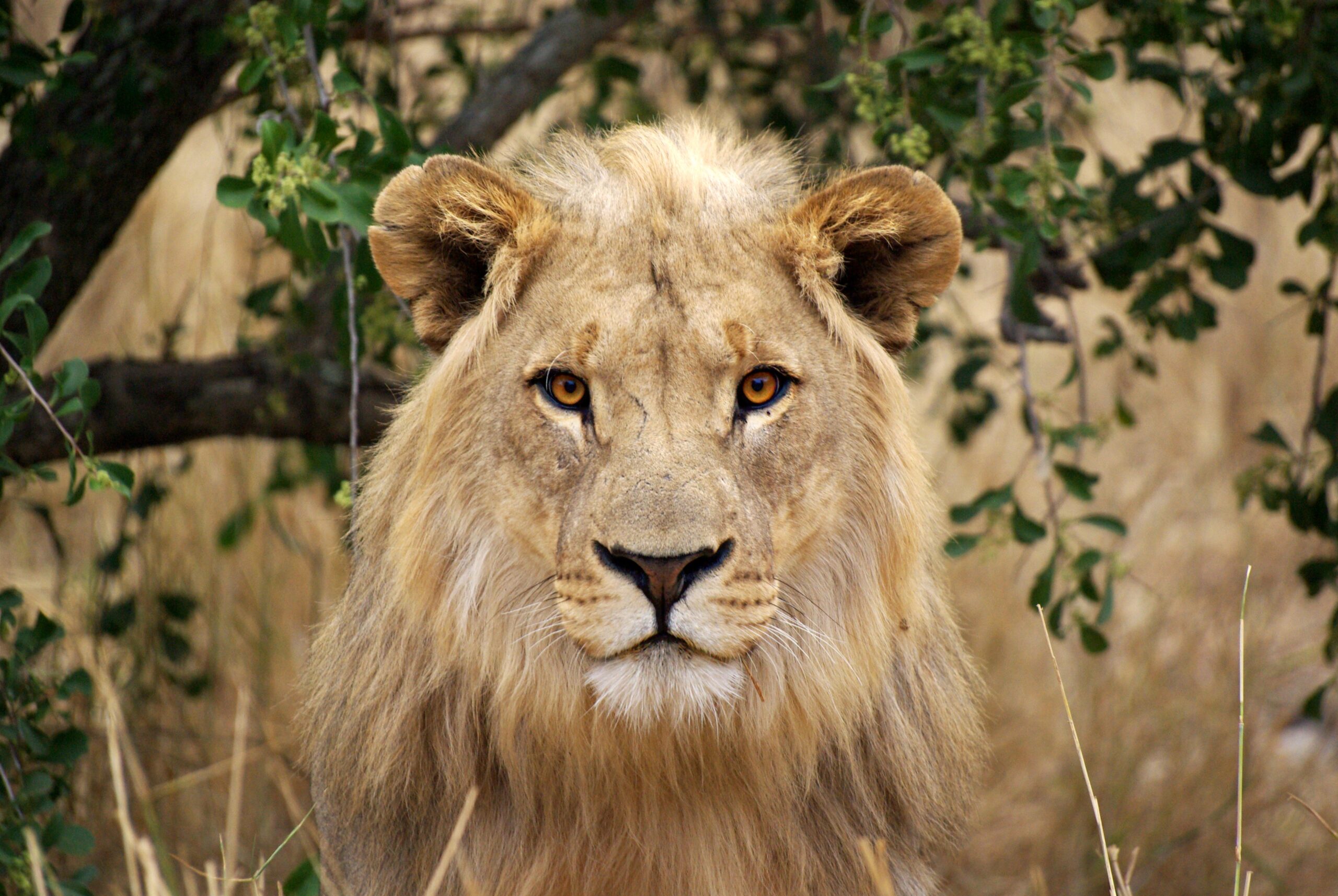 African Lions Are Now Considered An Endangered Species [ 1714 x 2560 Pixel ]