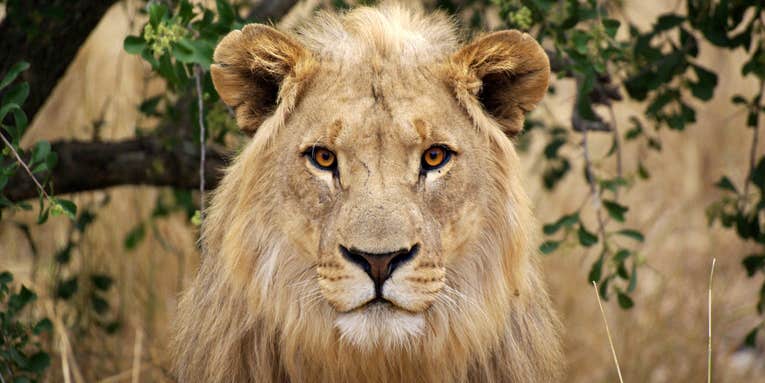 African Lions Are Now Considered An Endangered Species