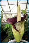 <strong>A:</strong> The better to gross you out, my dear. That distinct scent, somewhere between rotting pumpkin and decaying animal carcass, plays an important evolutionary role for the corpse flower, <em>Amorphophallus titanium</em>. Ã¢a'¬The plants have learned to mimic those smells for the sake of attracting pollinators,Ã¢a'¬ says Ernesto Sandoval, the curator of the University of California at Davis´s Botanical Conservatory and proud caretaker of Tammy, Tommy, Ted and Tabatha, the resident grotesques. The corpse flower, more formally known as titan arum, has found its peculiar evolutionary niche in appealing to flies and carrion beetles. (The titan arum is one of many species of flowers and fungi that use the smell of death to lure carrion-eating pollinators.) If all goes the corpse´s way, sometime during the few days the plant blooms every two years, pollen will rub off on curious insects, which will then fly on to other titan arum plants in the area. For help making sure their smell gets around, the flowers crank up the heat. Through a process called mitochondrial uncoupling, the corpse flower (which can grow up to nine feet high) takes the energy produced through photosynthesis and, instead of using it to make food, releases the energy as a form of heat. This extra heat-the tip of the plant can become as hot as 100