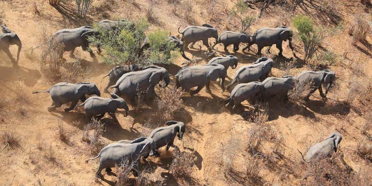 First Africa-Wide Elephant Census Shows Dropping Populations