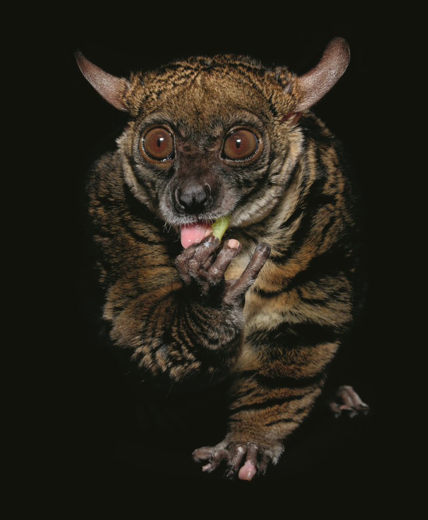 Galagos, more commonly known as bush babies, are tiny African primates with remarkable jumping abilities. Thanks to elastic energy stored in the tendons of their lower legs, small-eared galagos can jump six feet straight up in the air. Long, humanlike fingers with disks of thick skin at the tips also help galagos to hold on to tree limbs as they climb and jump from branch to branch. Galagos are seen almost exclusively at night; the word for this nocturnal animal in the Afrikaans language is nagapie, meaning “little night monkey.”