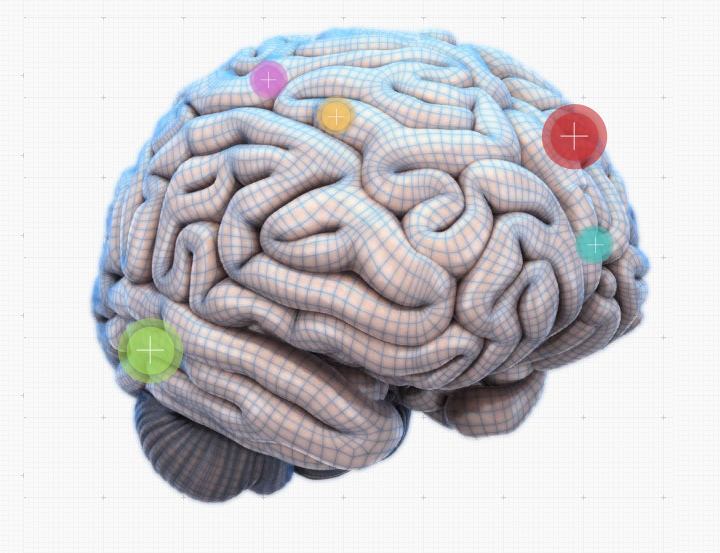 An Interactive Map Of The Brain