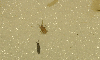 A mite ignores a large springtail.