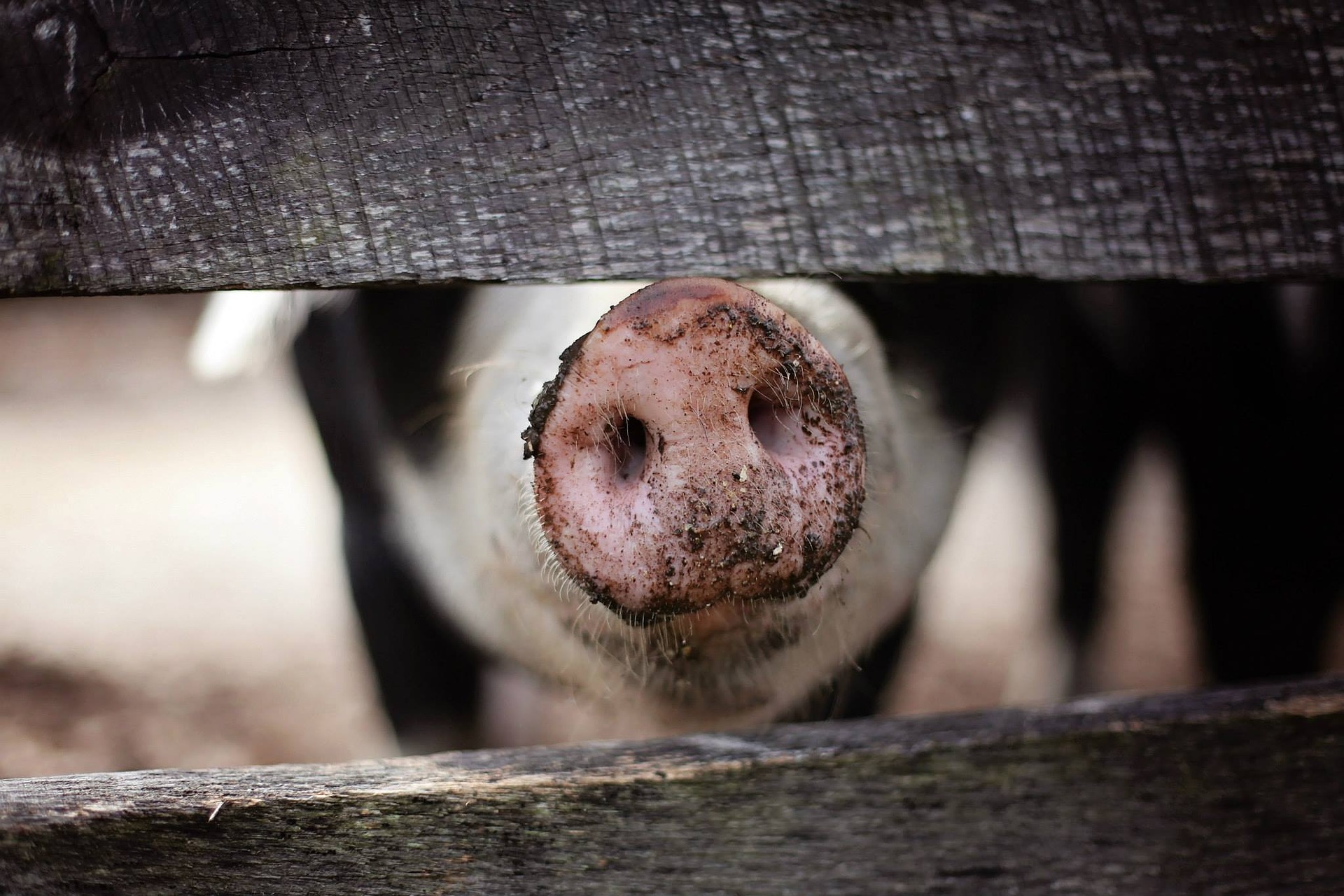 Cleaner pig poop could reduce bacon’s environmental burden