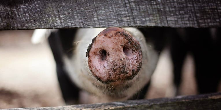 Cleaner pig poop could reduce bacon’s environmental burden