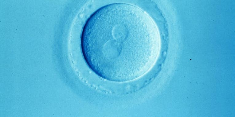 Human Eggs Grown in the Lab Could Produce Unlimited Supply of Humans