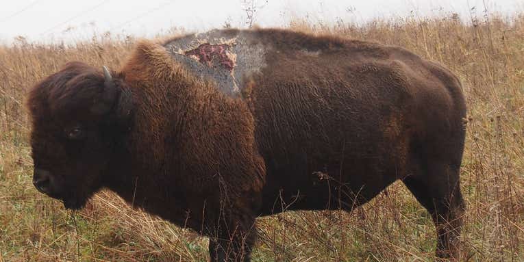 Bison Struck By Lightning Is Doing Fine, Looks Like A Zombie