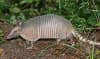 Armadillos can change history—or at least the way humans perceive it. Astolfo G. Mello Araujo and José Carlos Marcelino found that rapscallion armadillos, which dig deep into the ground for shelter and protection, can move artifacts several meters away from their original homes, thereby throwing off archeologists.