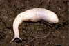The "ghost slug" was found in Cardiff, Glamorgan, Wales.
