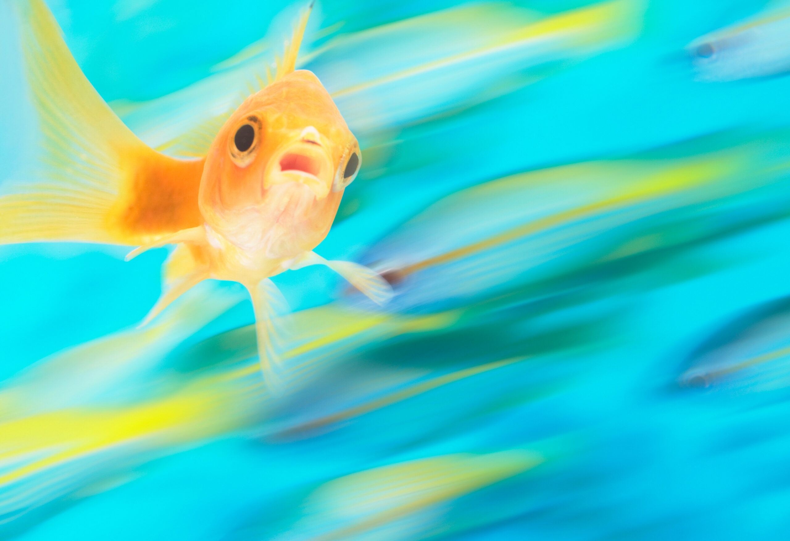 How goldfish use booze to get through a hard winter