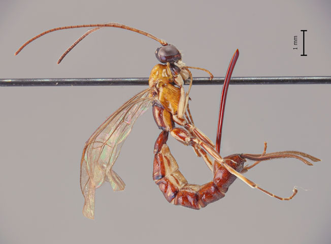 This newly discovered wasp has a horrifying stinger—but what it uses it for is even worse