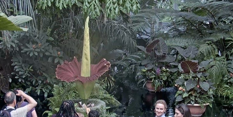 Run, don’t walk, to see New York City’s latest corpse flower bloom