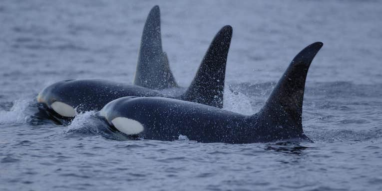 California Bans Captivity, Breeding Of Orcas