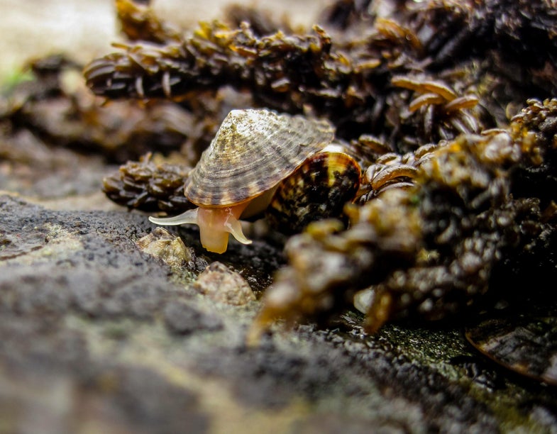 Limpets are common herbivores on rocky shores. Here, one searches for food at low tide.