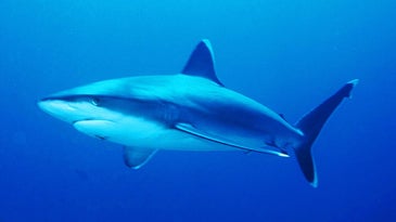silvertip shark