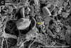 The yellow arrow points to a rod-shaped bacterium. The white scale bar represents 2 micrometers. This image was taken with a scanning electron microscope.