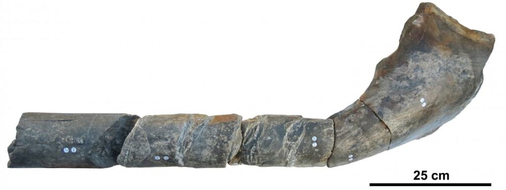 Jaw bone of giant ichthyosaur.