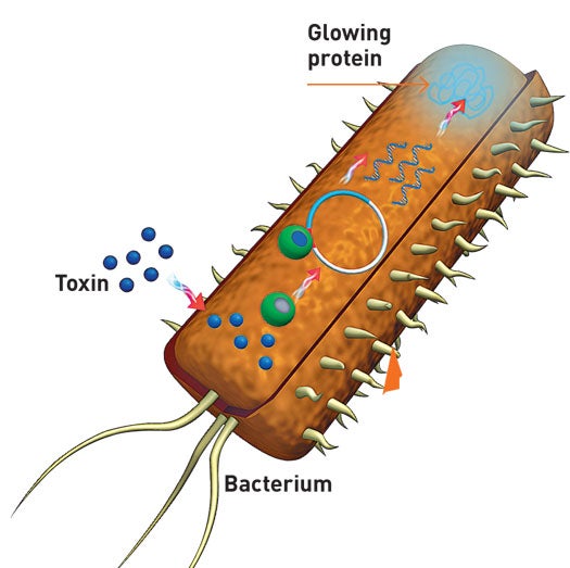illustration of a bacteria that makes toxic water glow