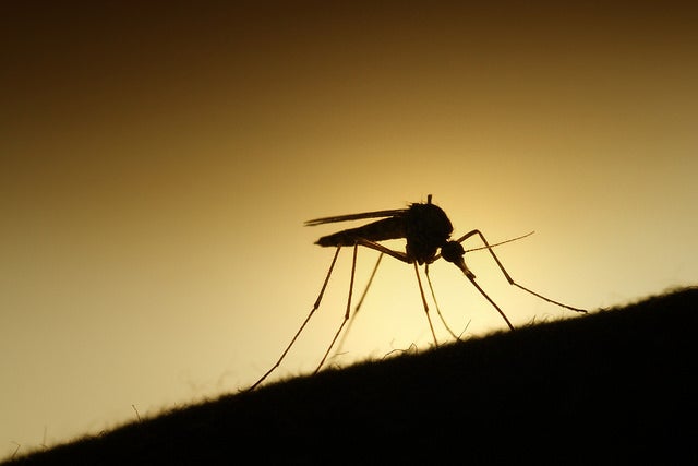 A mosquito's bite does more than itch - it can be deadly if the malaria parasite is hitching a ride