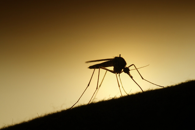 Scientists may have just made a malaria vaccine breakthrough