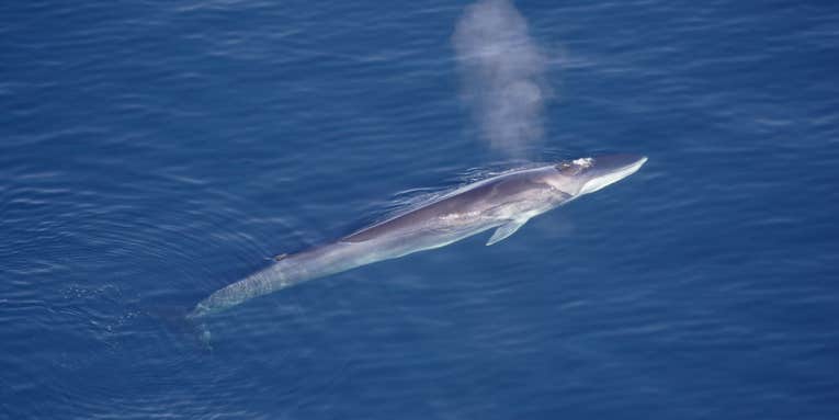 Acoustic Buoy Off Long Island Hears Its First Whales