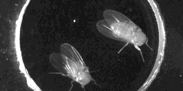 TED Talk: Laser Control of Headless Fruit Flies Uncovers Secrets of the Mind