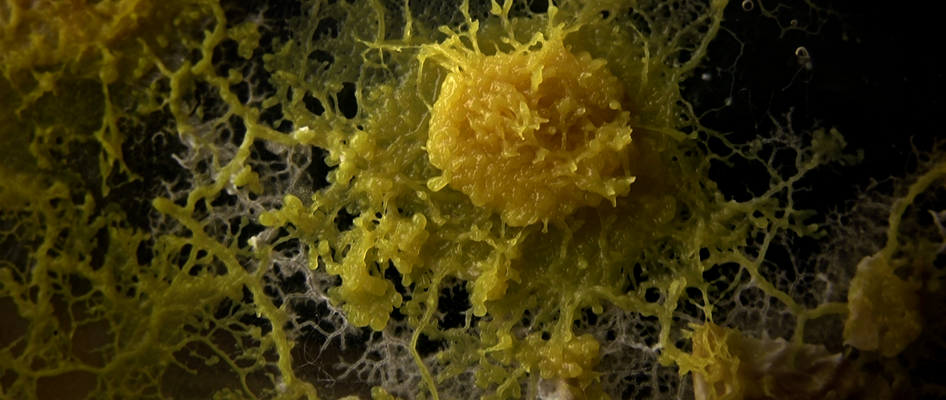 The Emperor’s Love of Slime Mold