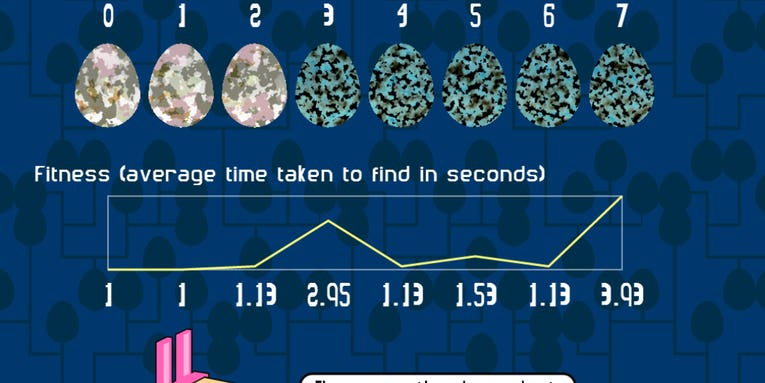 Evolution Video Game Tests Your Ability To Spot Camouflaged Bird Eggs