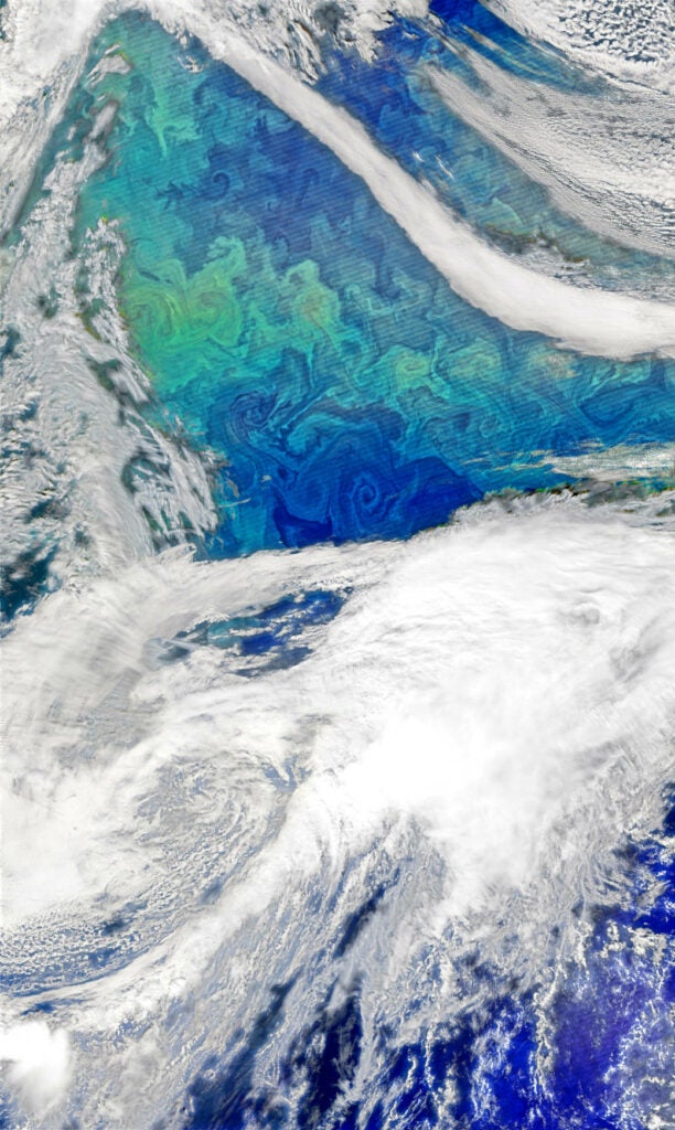phytoplankton bloom from space